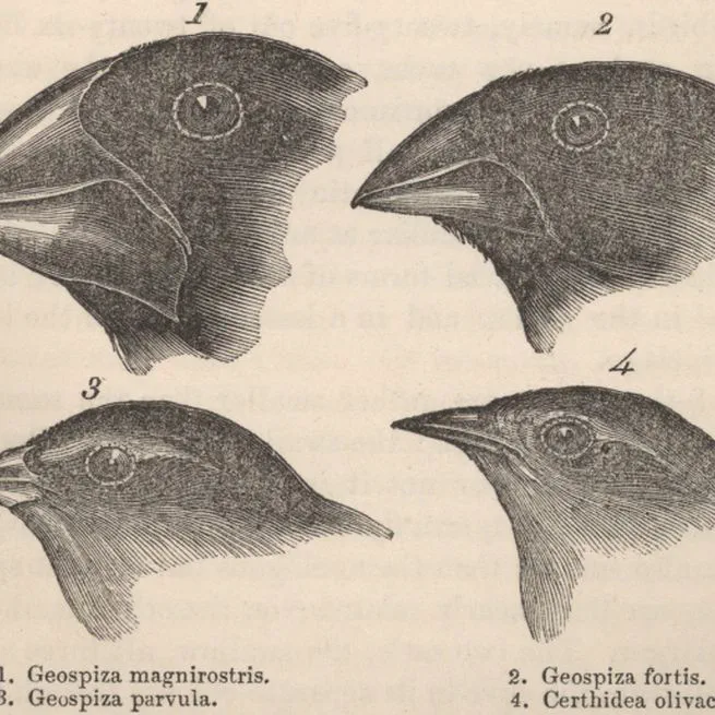 Conceptual Foundations of Evolutionary Theory