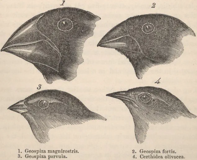 Conceptual Foundations of Evolutionary Theory